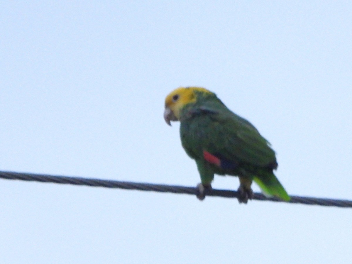 Yellow-headed Amazon - ML644973252