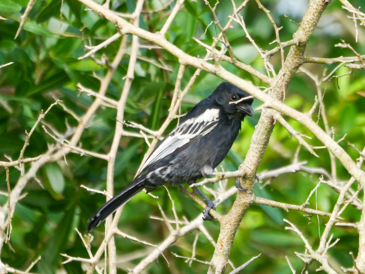 Southern Black-Tit - ML644973280