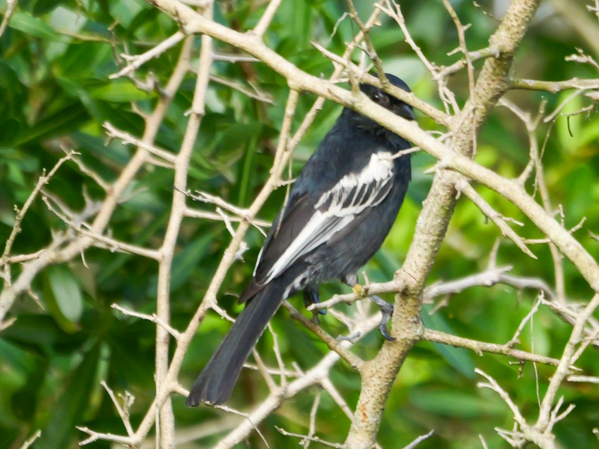 Southern Black-Tit - ML644973281