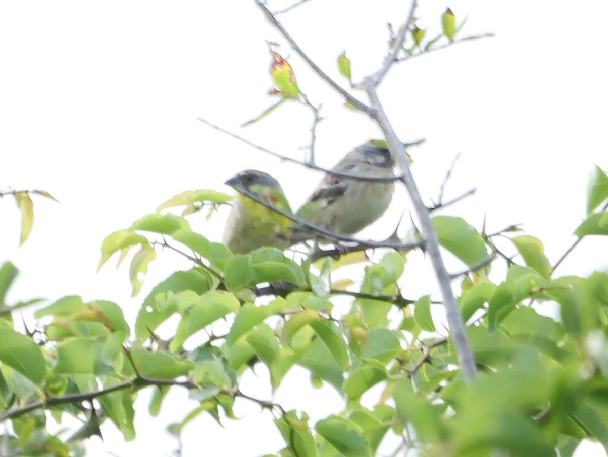 Lemon-breasted Seedeater - ML644973294