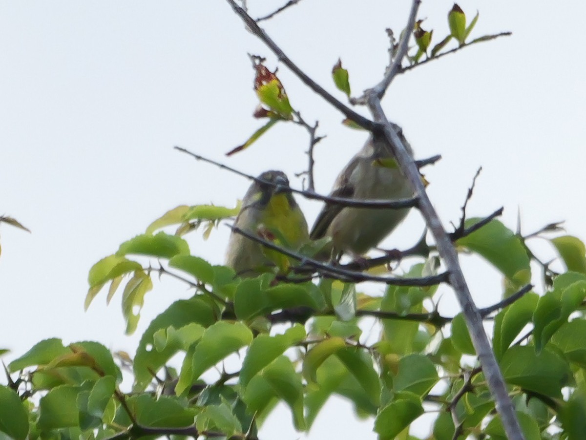 Lemon-breasted Seedeater - ML644973295