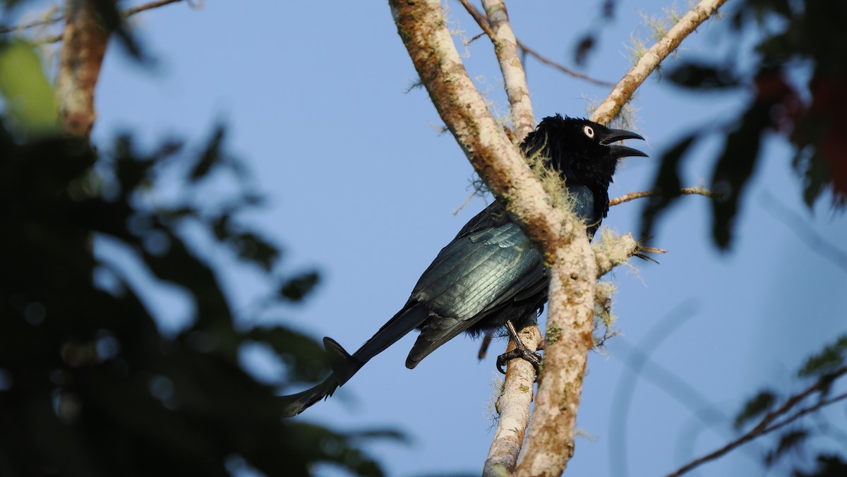 Hair-crested Drongo (White-eyed) - ML644973302