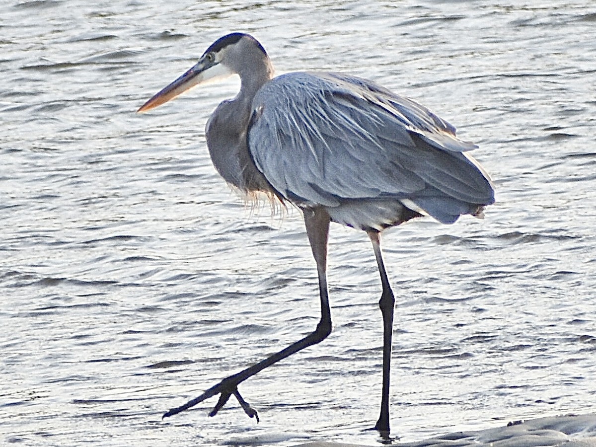 Great Blue Heron - ML644973310