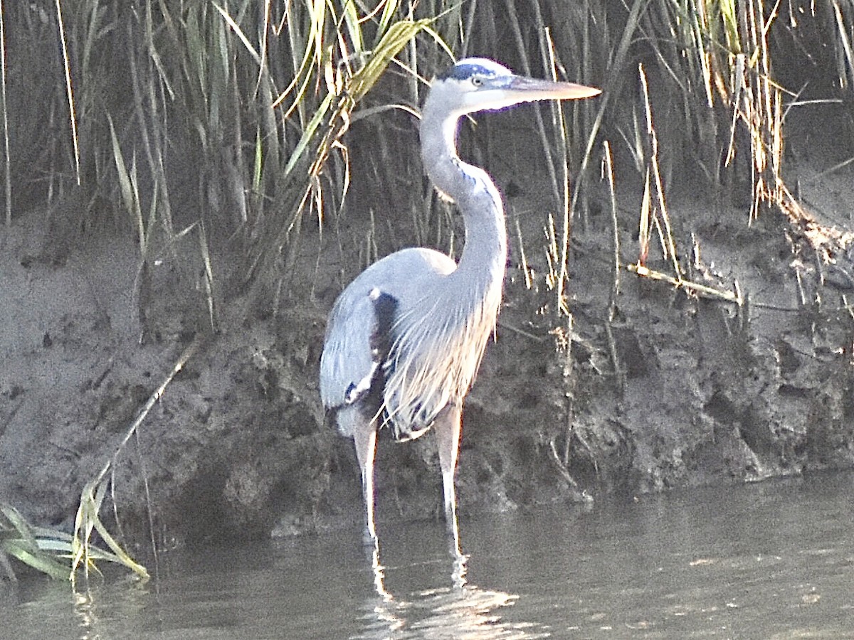 Great Blue Heron - ML644973311