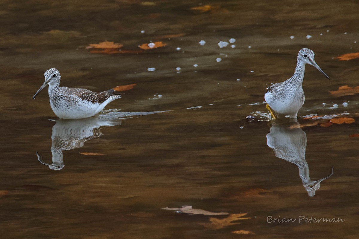 Greater Yellowlegs - ML644973373
