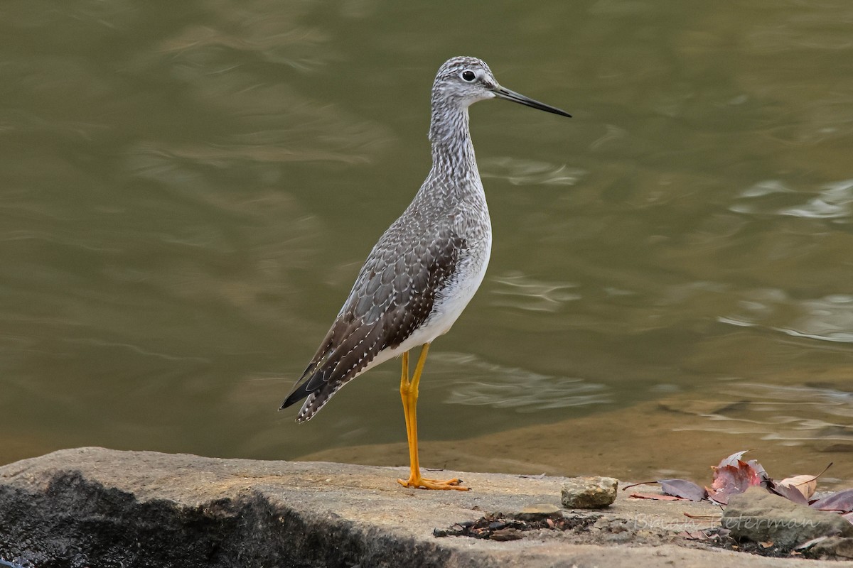 Greater Yellowlegs - ML644973379