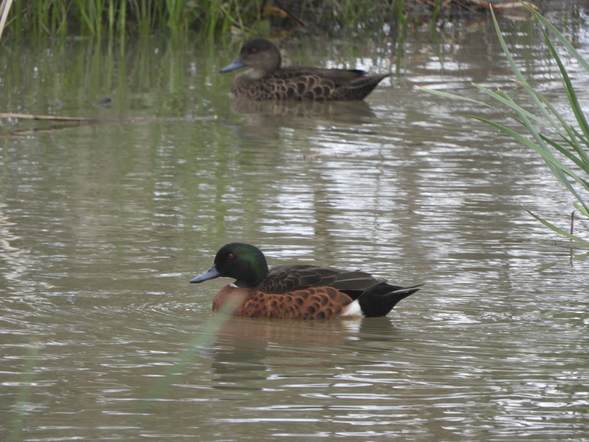 Chestnut Teal - ML644973382