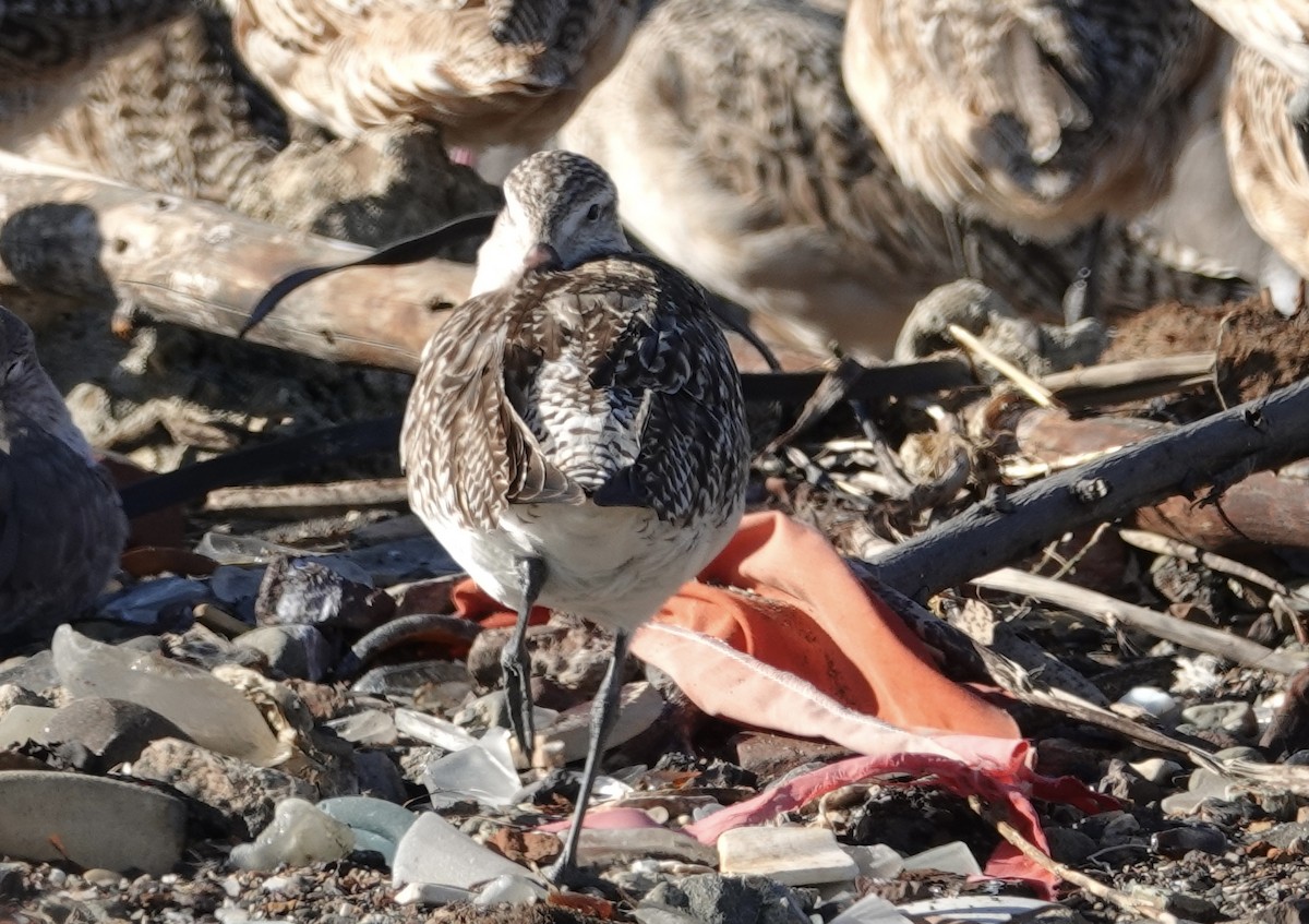 Bar-tailed Godwit - ML644973417