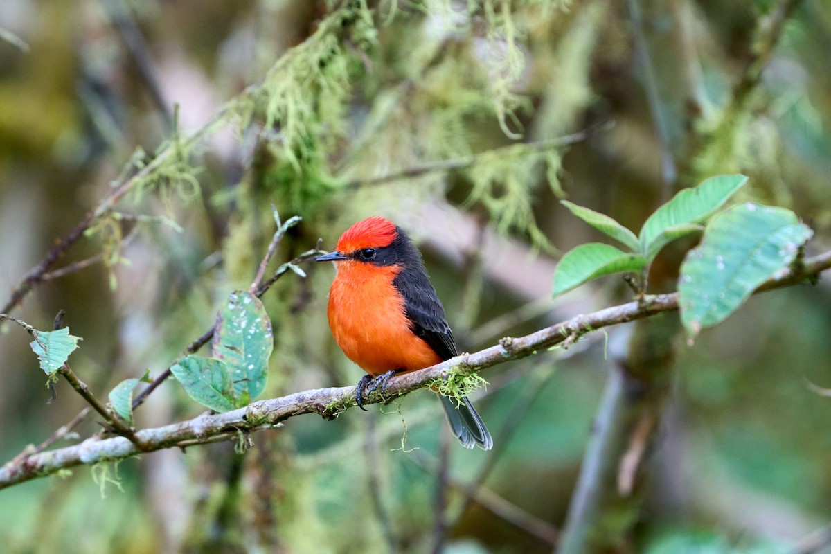 Brujo Flycatcher (Galapagos) - ML644973418