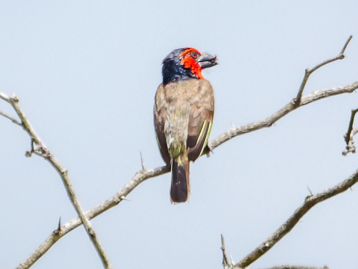 Лібія чорношия - ML644973466