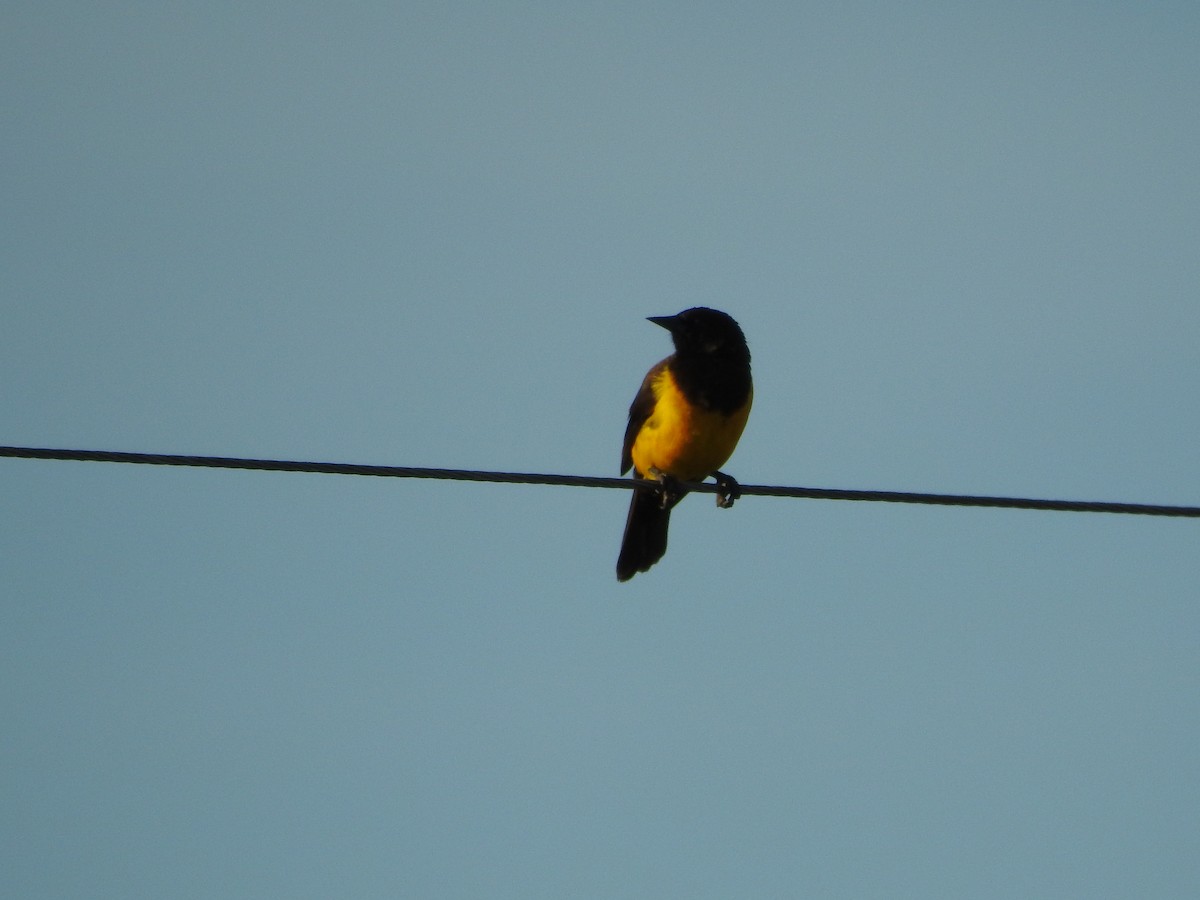 Мочарець жовтогузий - ML644973494