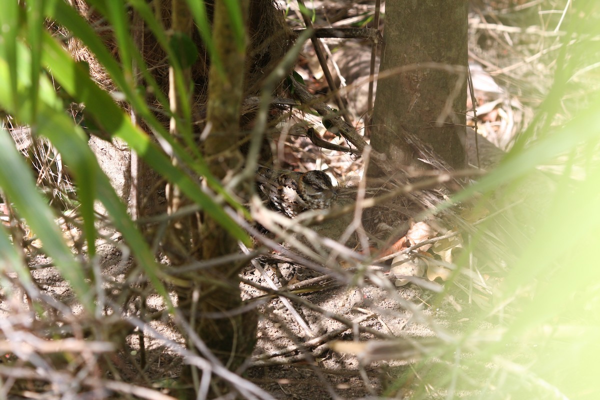 White-tailed Nightjar - ML644973504