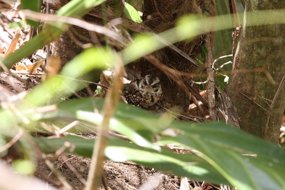 White-tailed Nightjar - ML644973505