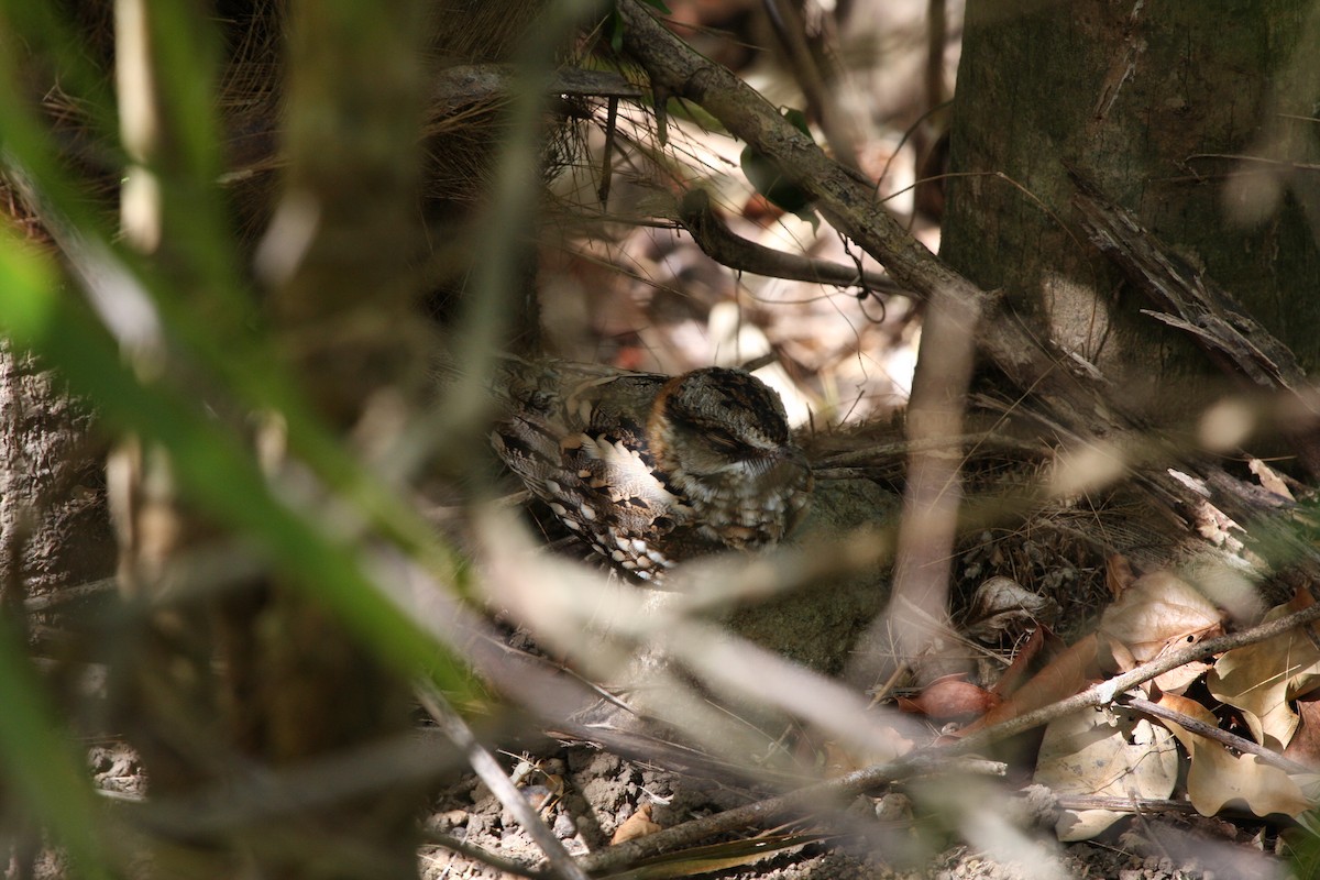 White-tailed Nightjar - ML644973506