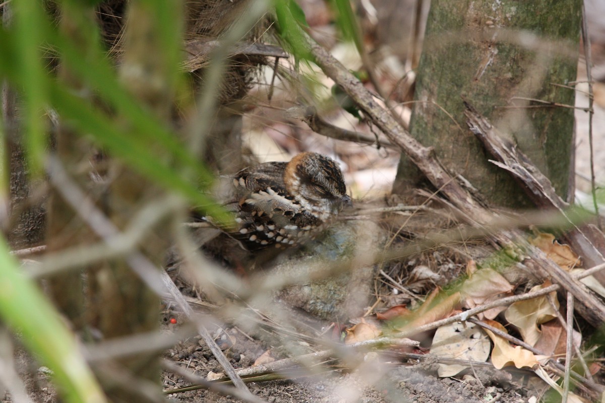 White-tailed Nightjar - ML644973507