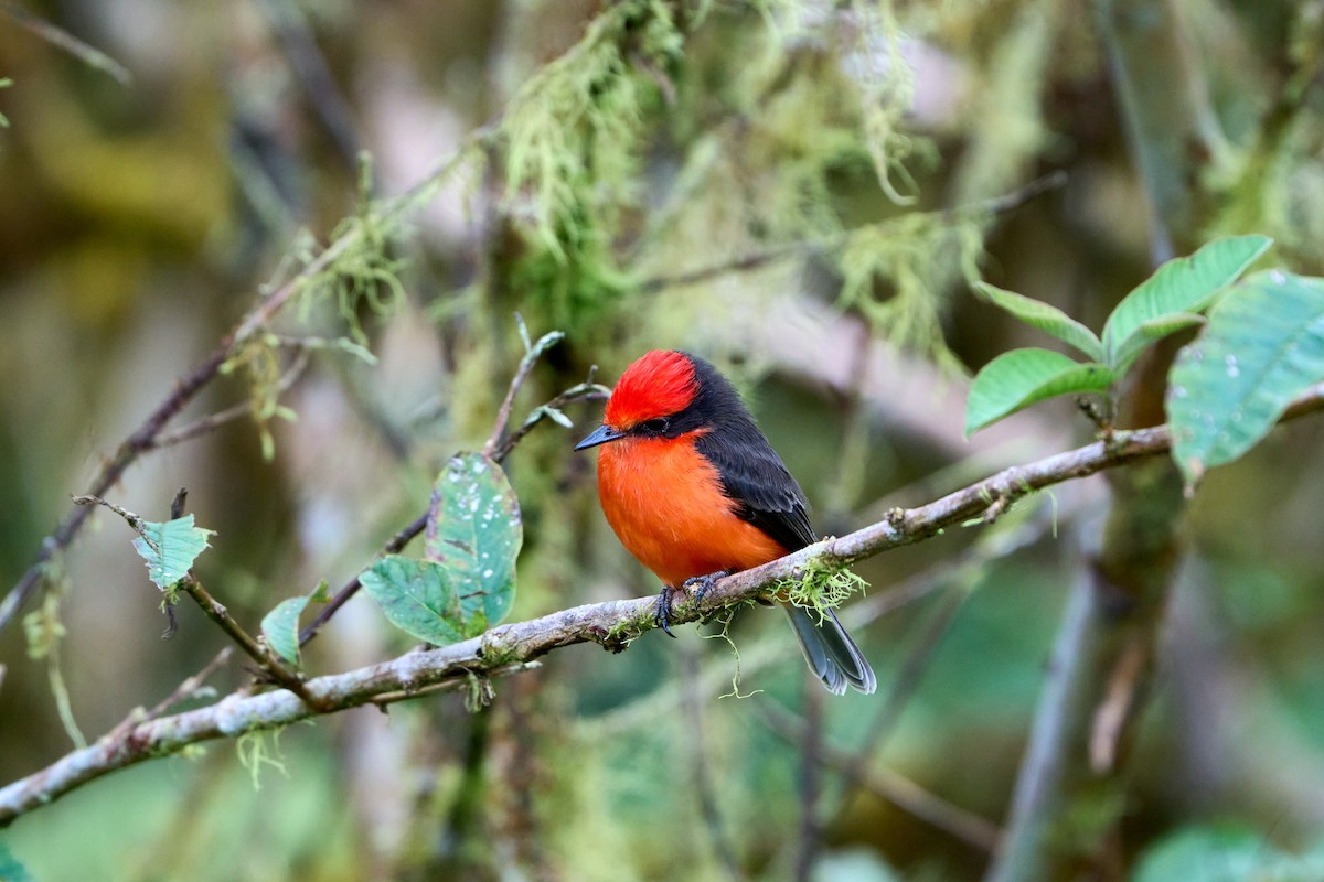 Brujo Flycatcher (Galapagos) - ML644973509