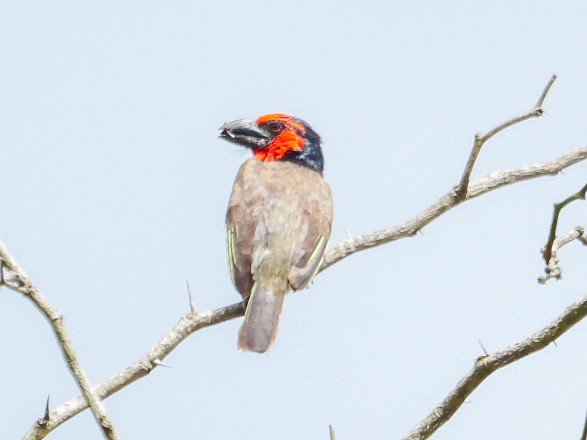 Лібія чорношия - ML644973513