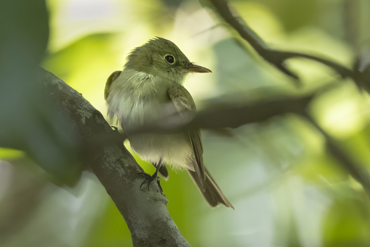 Acadian Flycatcher - ML644973539