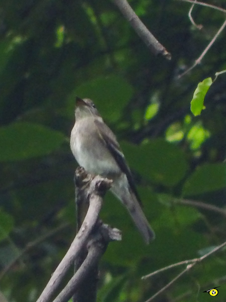 Western Wood-Pewee - ML644973563