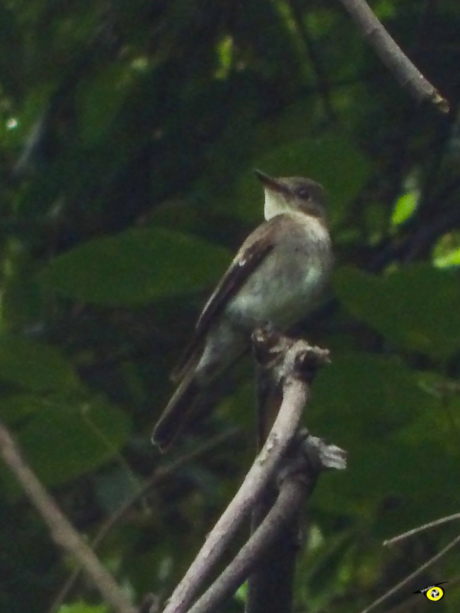 Western Wood-Pewee - ML644973564