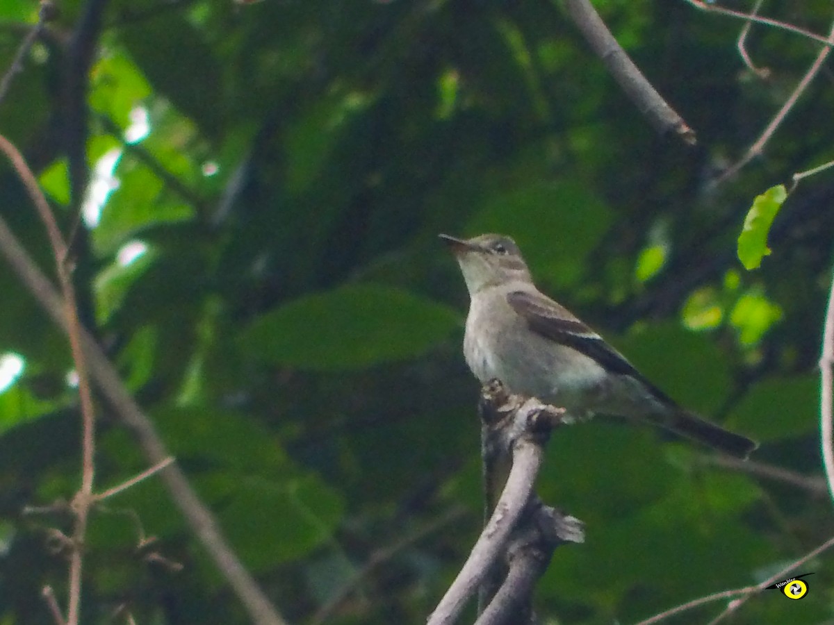 Western Wood-Pewee - ML644973565