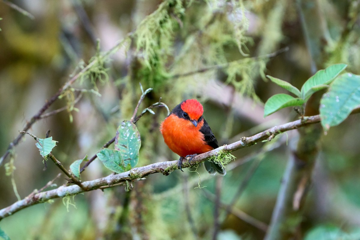 Brujo Flycatcher (Galapagos) - ML644973570