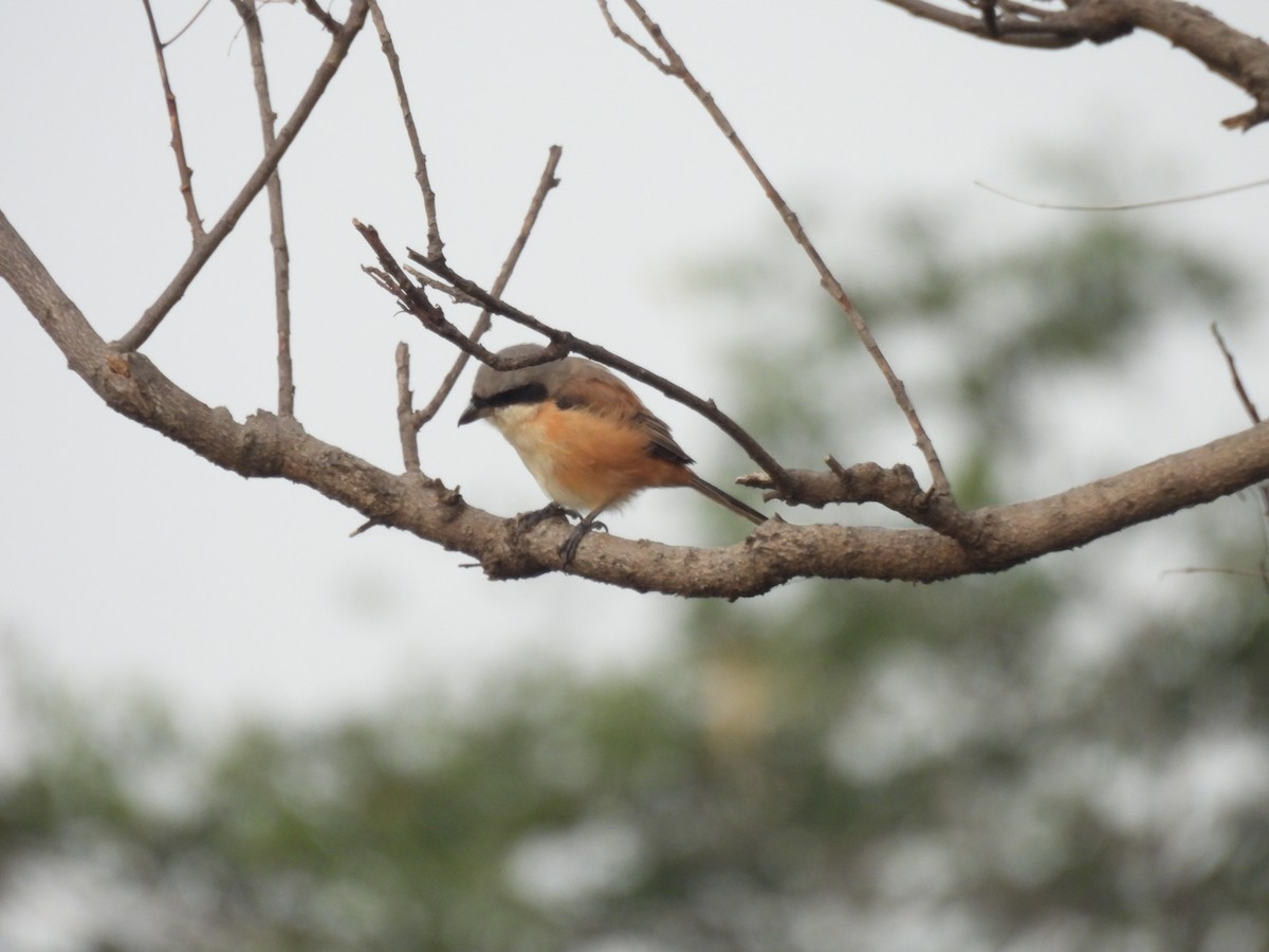 Zwergmennigvogel - ML644973596