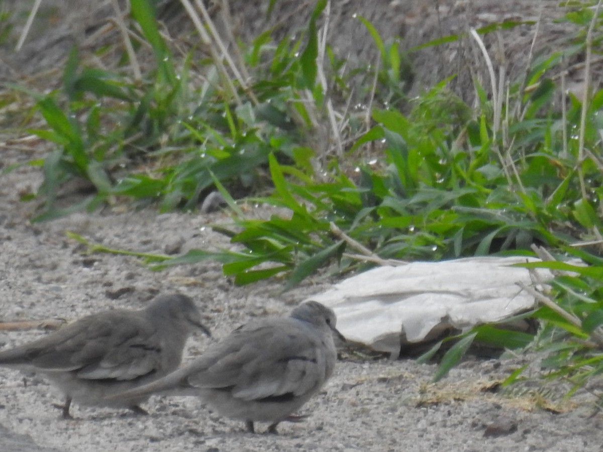 holoubek pikui - ML644973628