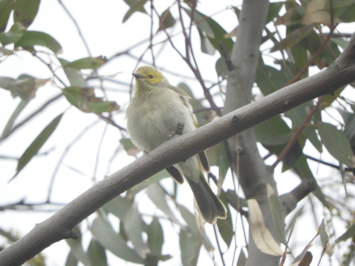 White-plumed Honeyeater - ML644973630