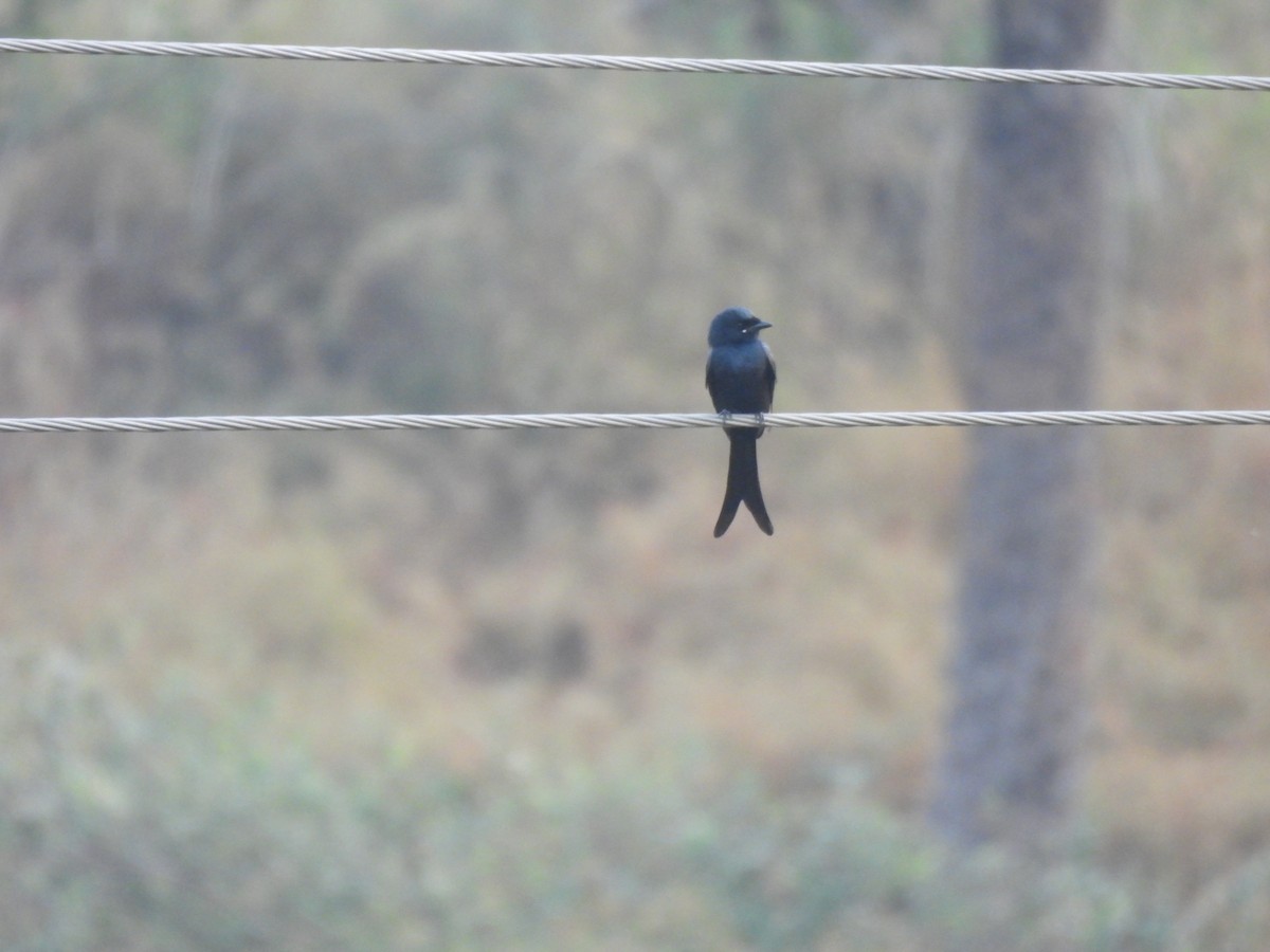 drongo černý - ML644973683