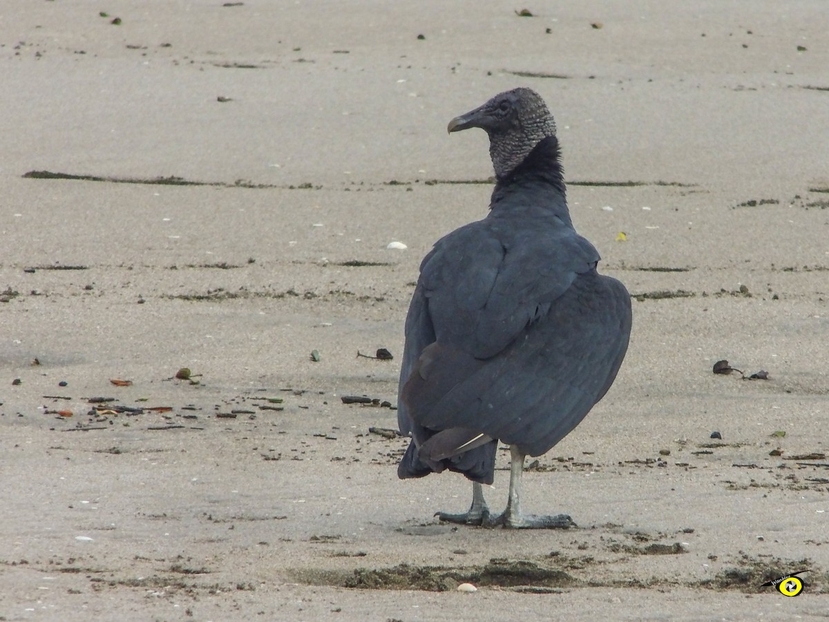 Black Vulture - ML644973692