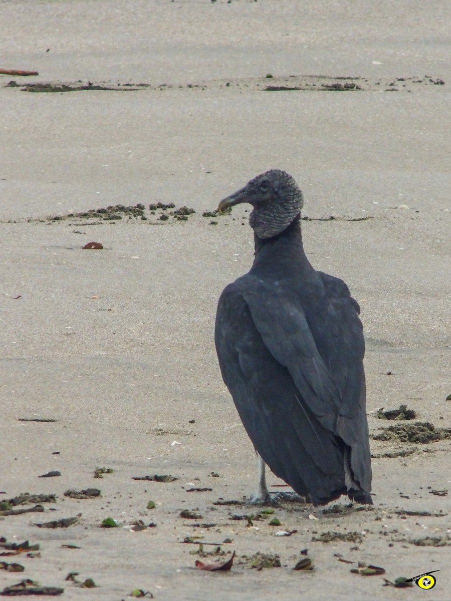 Black Vulture - ML644973693