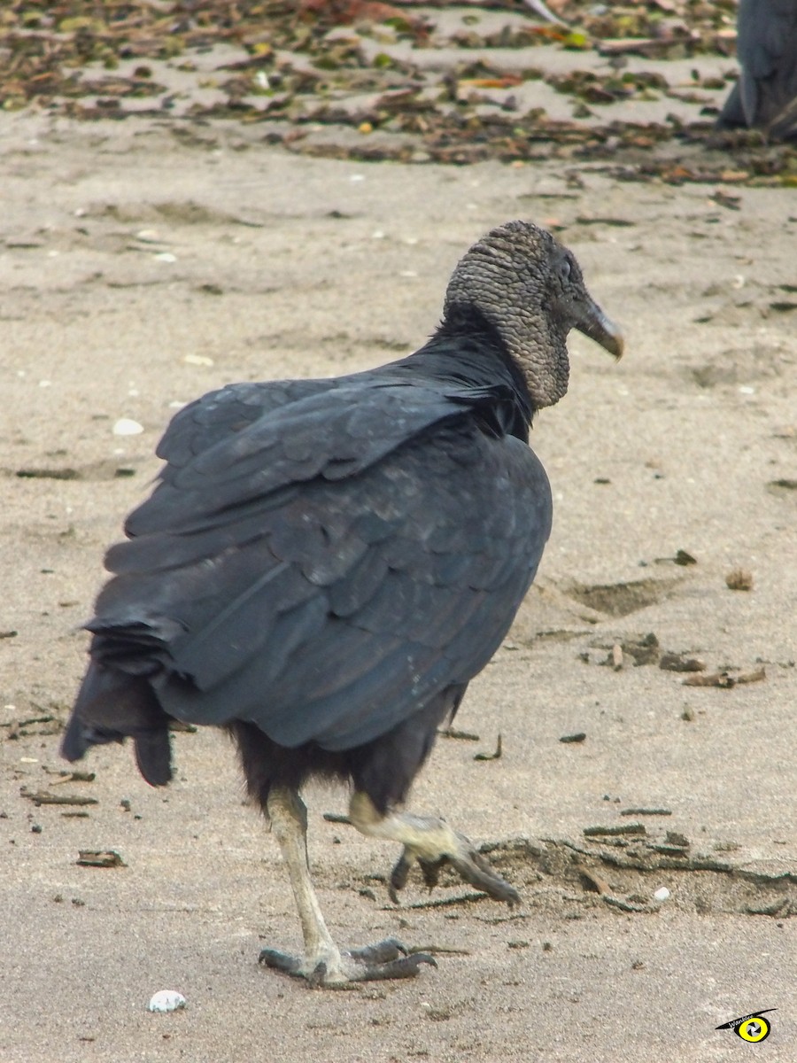 Black Vulture - ML644973694