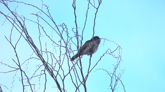 Parlak Zümrüt Guguğu - ML644973703