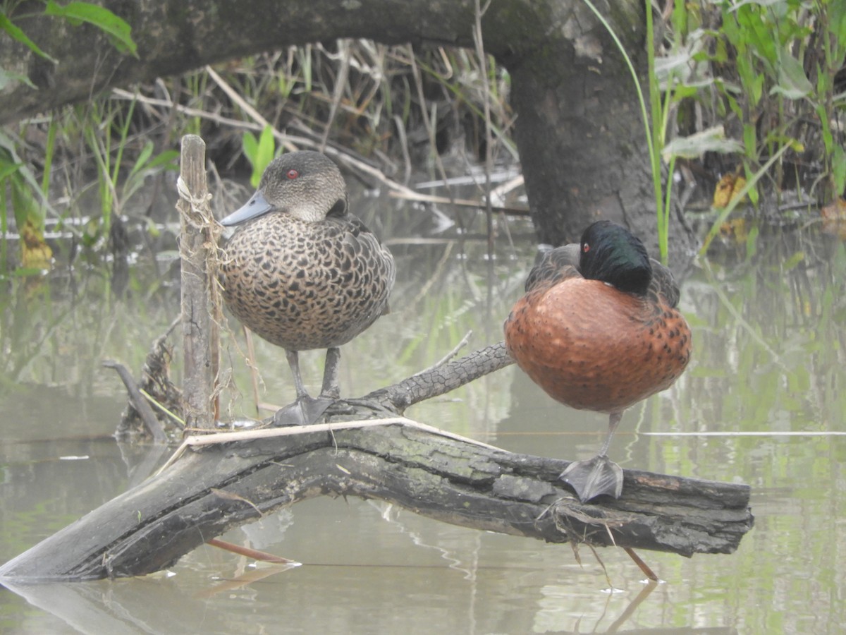 Chestnut Teal - ML644973705