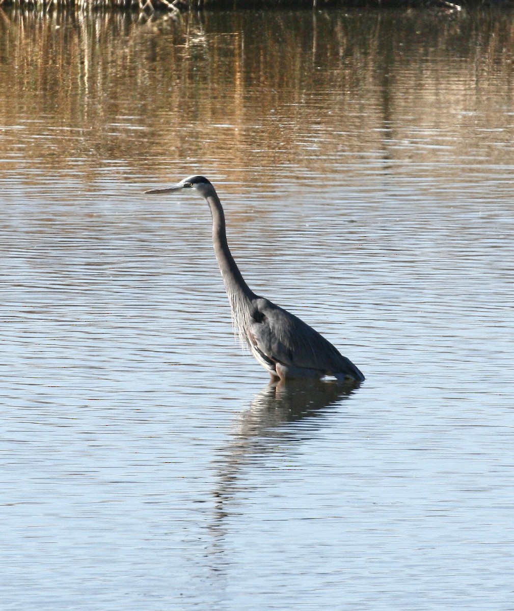 Great Blue Heron - ML644973717