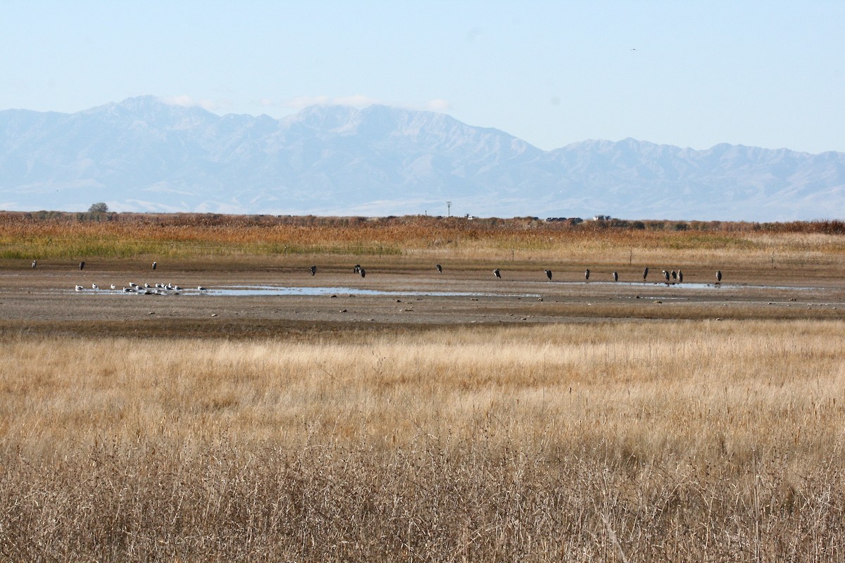 Great Blue Heron - ML644973728