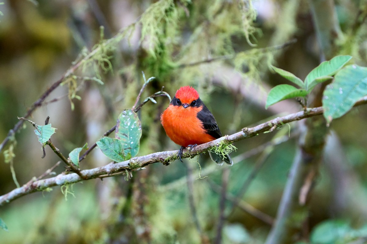 Brujo Flycatcher (Galapagos) - ML644973744