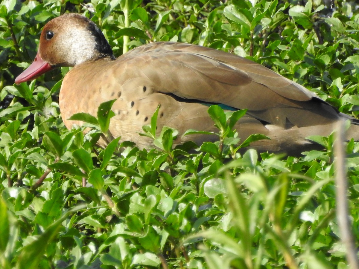 Brazilian Teal - ML644973746