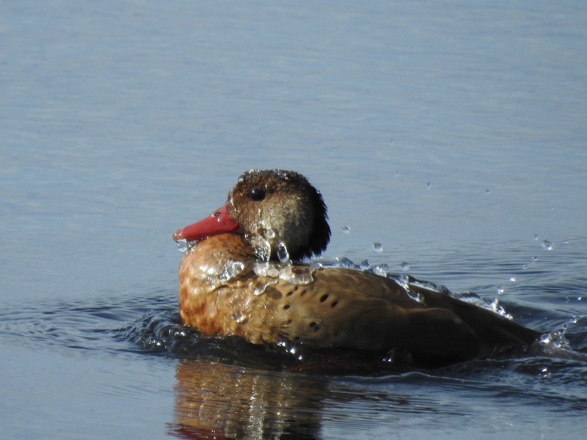 Brazilian Teal - ML644973747