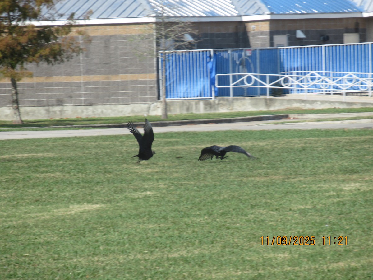 Black Vulture - ML644973751