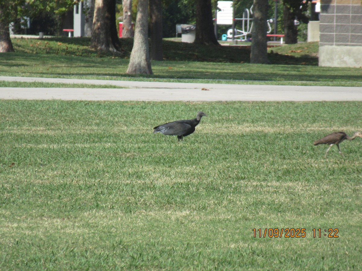 Black Vulture - ML644973752