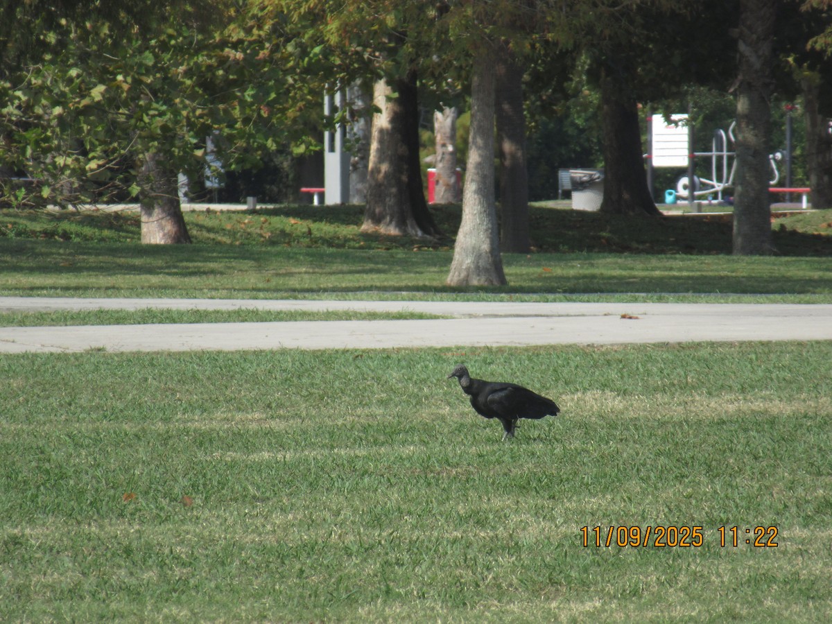 Black Vulture - ML644973754
