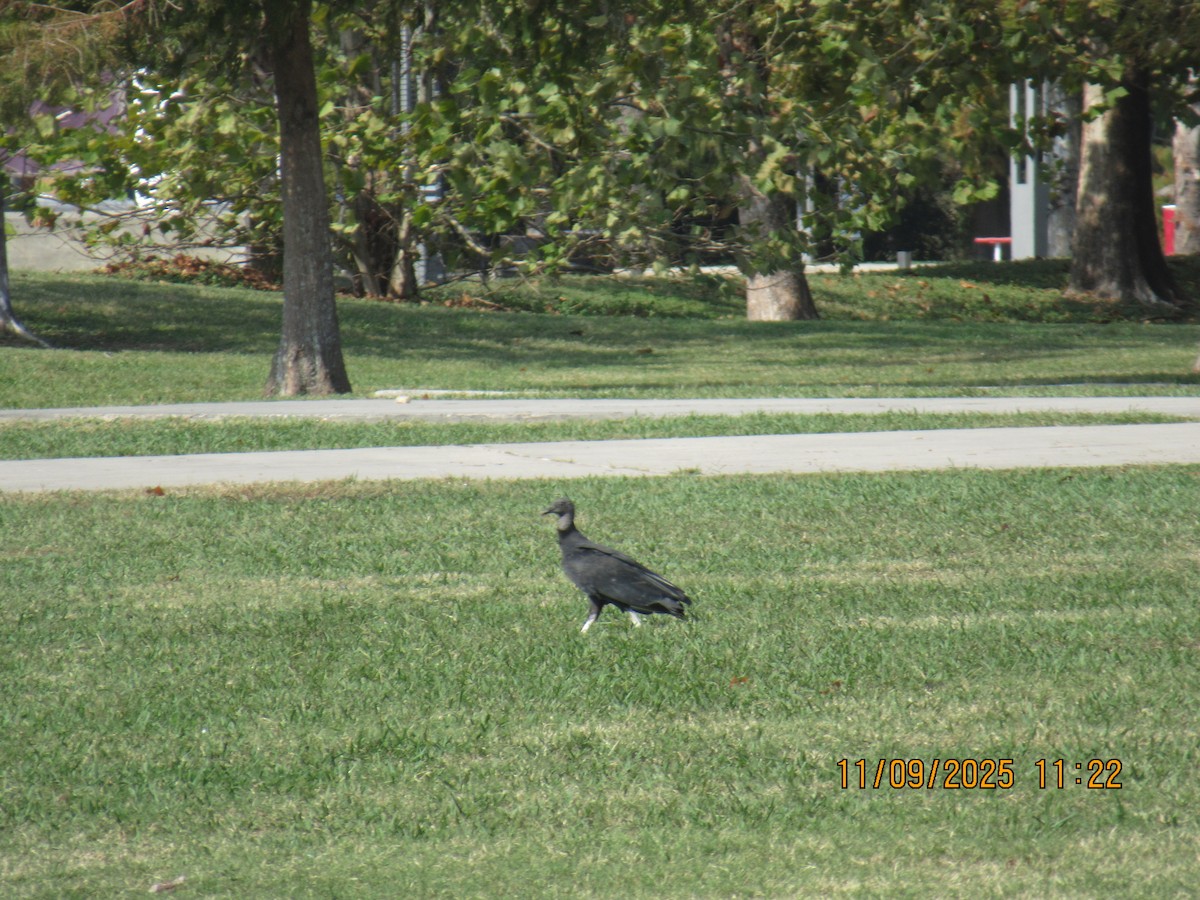 Black Vulture - ML644973755