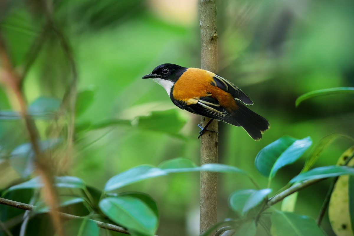 Black-banded Flycatcher - ML644973756