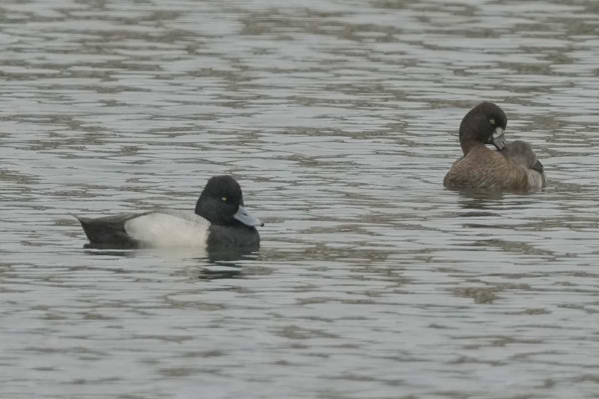 Lesser Scaup - ML644973764
