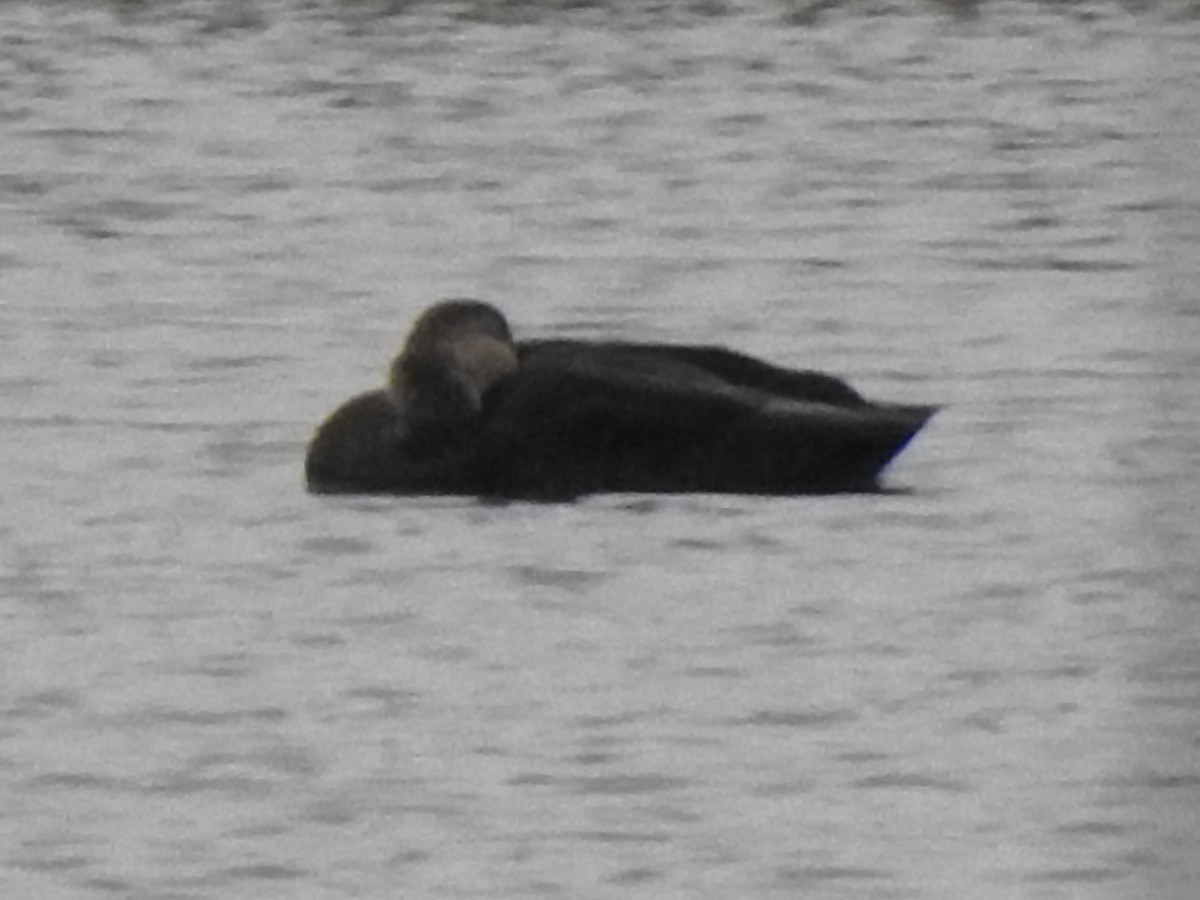 American Black Duck - ML644973789