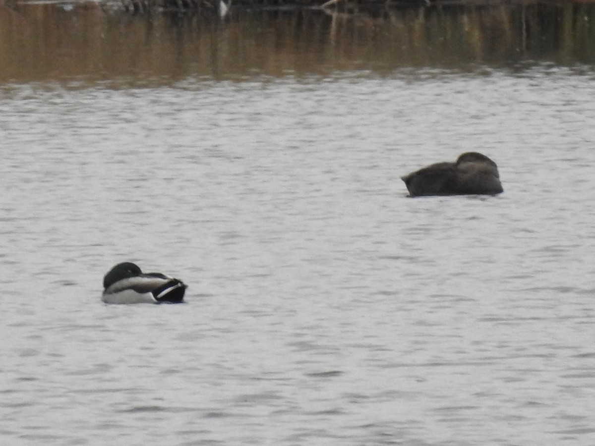 American Black Duck - ML644973790