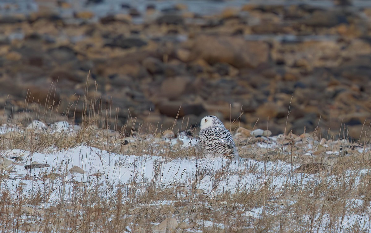 Snowy Owl - ML644973798