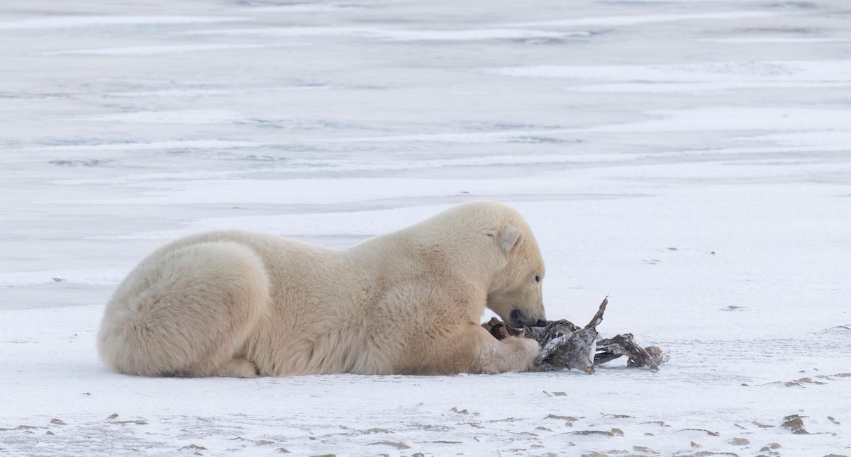 Polar Bear - ML644973812